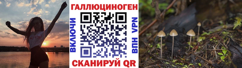 Псилоцибиновые грибы Psilocybe  Купить закладки  Гатчина 